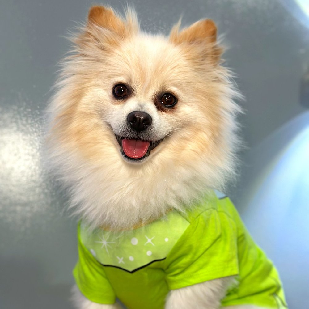 🎄Christmas Gift Pet Disney Tails TINKER BELL Pet Cat Dog T-Shirt Clothes Tee